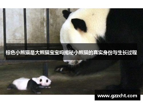 棕色小熊猫是大熊猫宝宝吗揭秘小熊猫的真实身份与生长过程